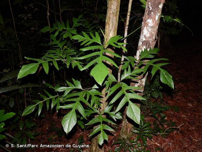 <i>Philodendron pedatum</i> (Hook.) Kunth, 1841 © S. Sant/Parc Amazonien de Guyane