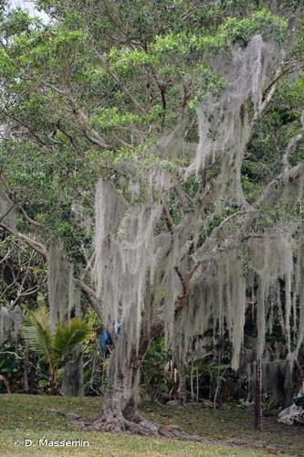 <i>Tillandsia usneoides</i> (L.) L., 1762 © D. Massemin