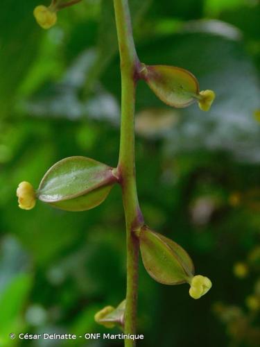 <i>Dioscorea alata</i> L., 1753 © César Delnatte - ONF Martinique