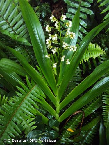 <i>Xiphidium coeruleum</i> Aubl., 1775 © C. Delnatte - DEAL Martinique