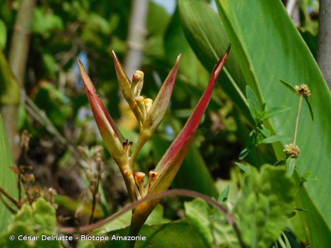 <i>Heliconia psittacorum</i> L.f., 1782 © César Delnatte - Biotope Amazonie