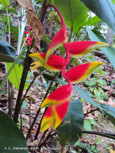 <i>Heliconia rostrata</i> Ruiz & Pav., 1802 © C. Delnatte - DEAL Martinique