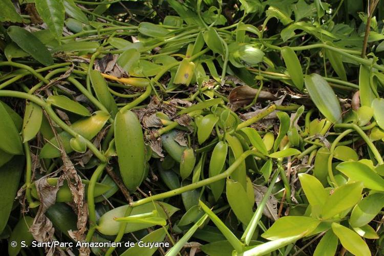 <i>Vanilla pompona</i> Schiede, 1829 © S. Sant/Parc Amazonien de Guyane