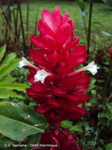 <i>Alpinia purpurata</i> (Vieill.) K.Schum., 1904 © C. Delnatte - DEAL Martinique