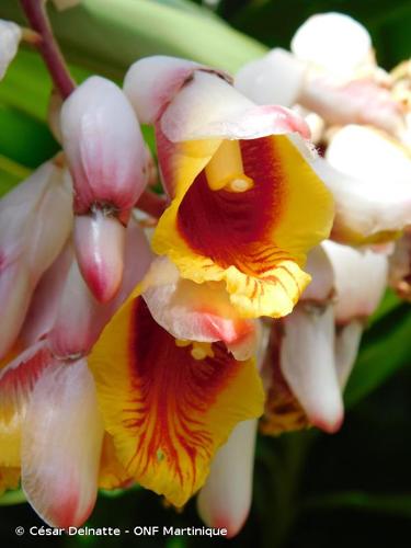 <i>Alpinia zerumbet</i> (Pers.) B.L.Burtt & R.M.Sm., 1972 © César Delnatte - ONF Martinique