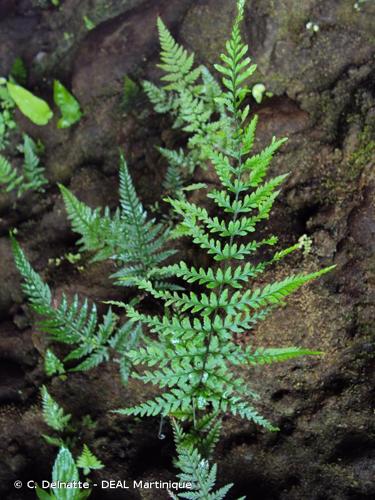 <i>Pityrogramma calomelanos</i> (L.) Link, 1833 © C. Delnatte - DEAL Martinique