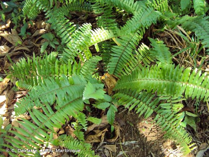 <i>Nephrolepis biserrata</i> (Sw.) Schott, 1834 © C. Delnatte - DEAL Martinique