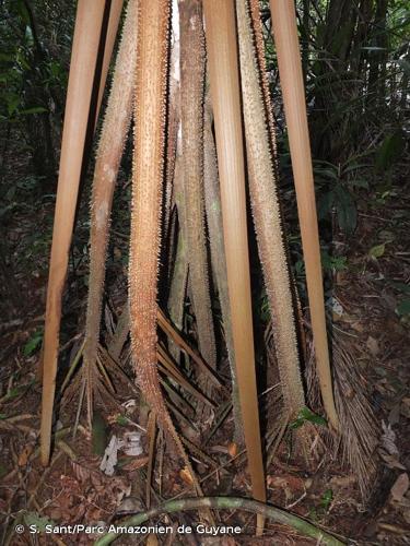 <i>Socratea exorrhiza</i> (Mart.) H.Wendl., 1860 © S. Sant/Parc Amazonien de Guyane