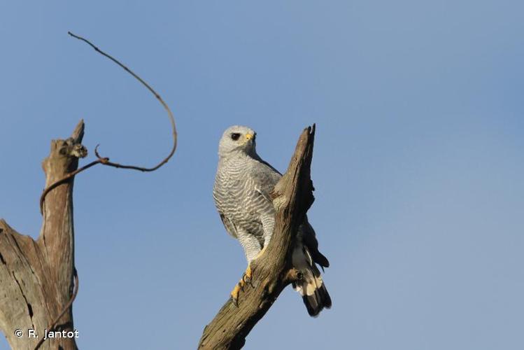 <i>Buteo nitidus</i> (Latham, 1790) © R. Jantot