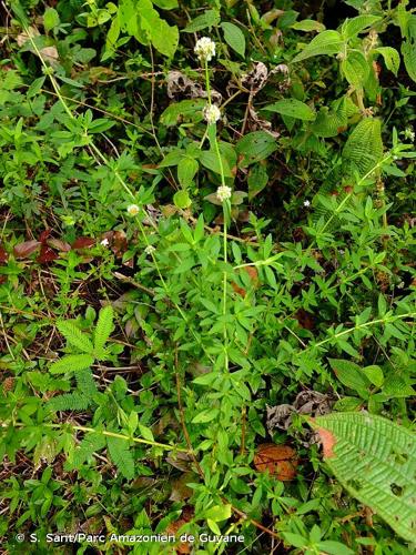 <i>Spermacoce verticillata</i> L., 1753 © S. Sant/Parc Amazonien de Guyane