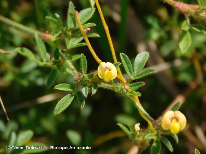 <i>Stylosanthes guianensis</i> (Aubl.) Sw., 1789 © César Delnatte - Biotope Amazonie