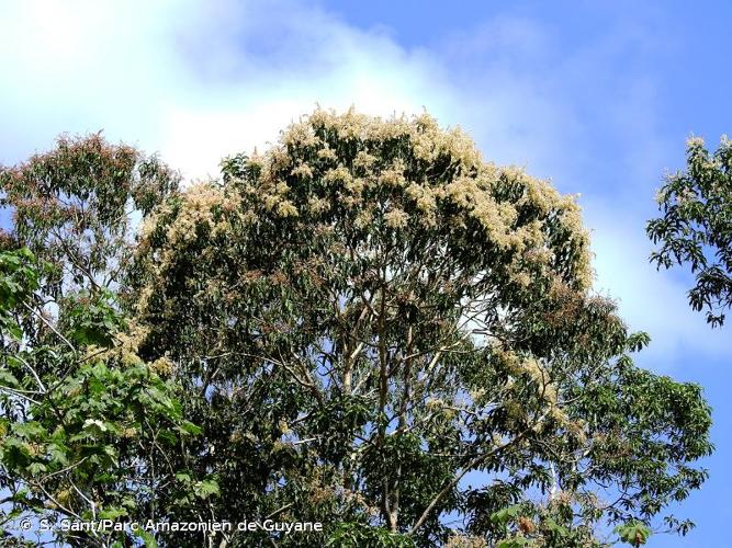 <i>Triplaris weigeltiana</i> (Rchb.) Kuntze, 1898 © S. Sant/Parc Amazonien de Guyane