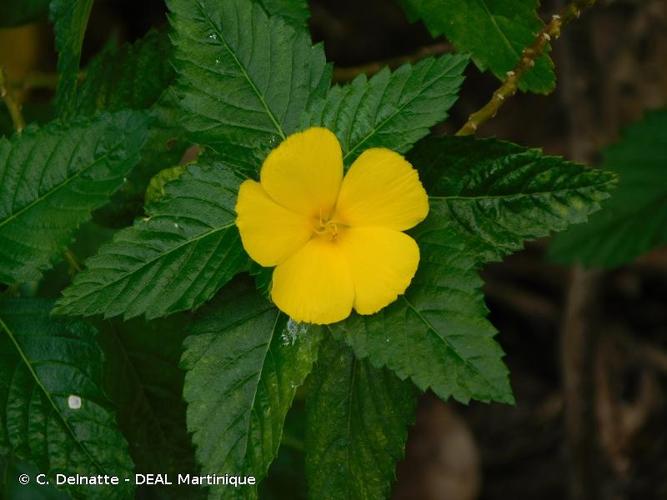 <i>Turnera ulmifolia</i> L., 1753 © C. Delnatte - DEAL Martinique