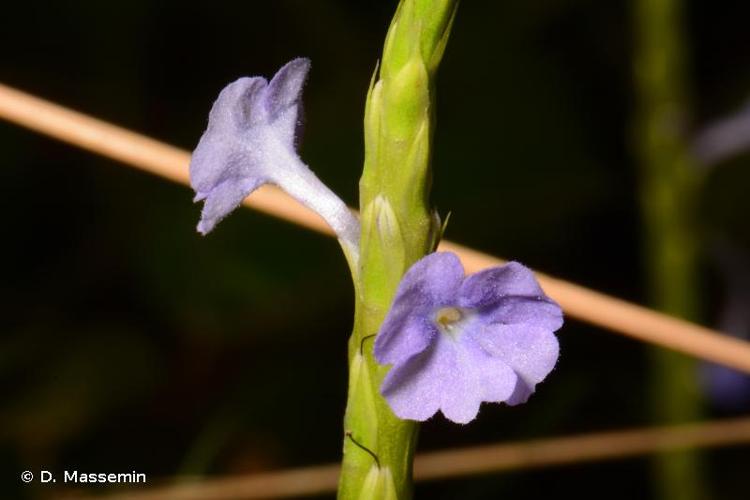 <i>Stachytarpheta cayennensis</i> (Rich.) Vahl, 1804 © D. Massemin