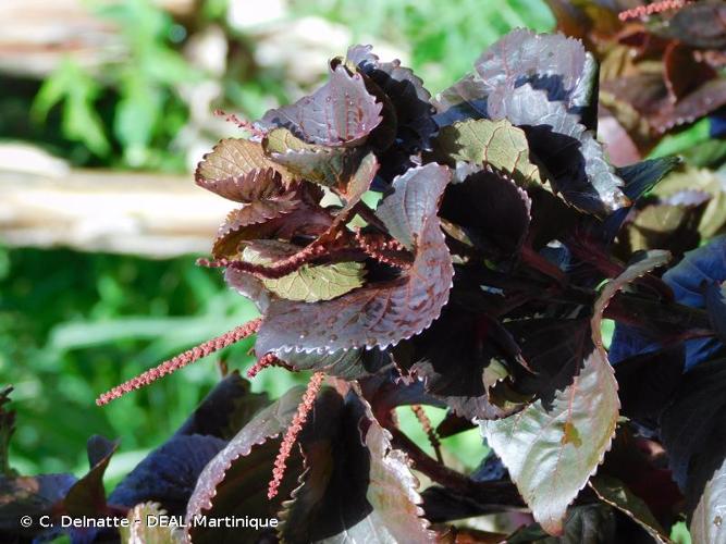 <i>Acalypha wilkesiana</i> Müll.Arg., 1866 © C. Delnatte - DEAL Martinique