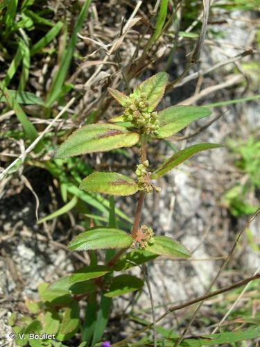 <i>Euphorbia hirta</i> L., 1753 © V. Boullet