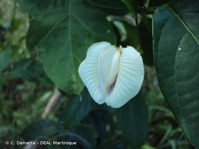 <i>Centrosema pubescens</i> Benth., 1837 © C. Delnatte - DEAL Martinique