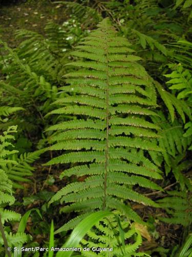 <i>Christella dentata</i> (Forssk.) Brownsey & Jermy, 1973 © S. Sant/Parc Amazonien de Guyane