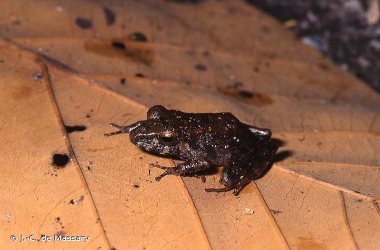 <i>Pristimantis gutturalis</i> (Hoogmoed, Lynch & Lescure, 1977) © J.-C. de Massary