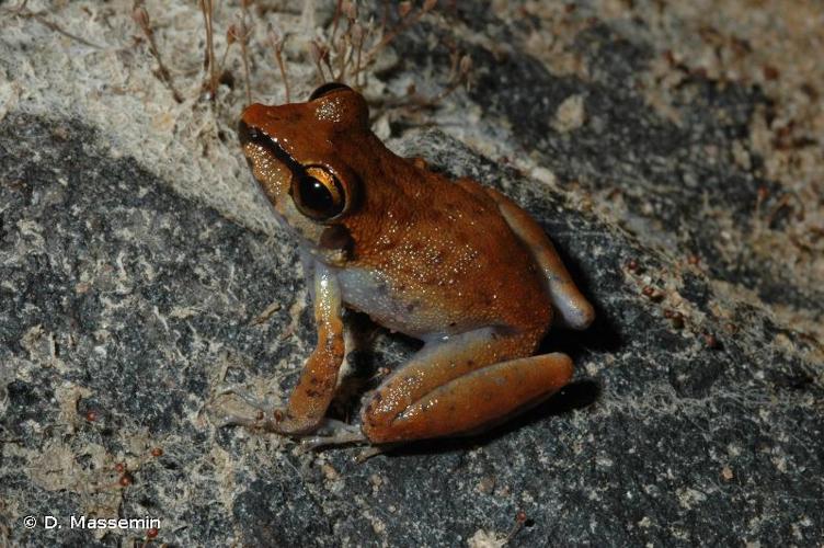 <i>Pristimantis zeuctotylus</i> (Lynch & Hoogmoed, 1977) © D. Massemin