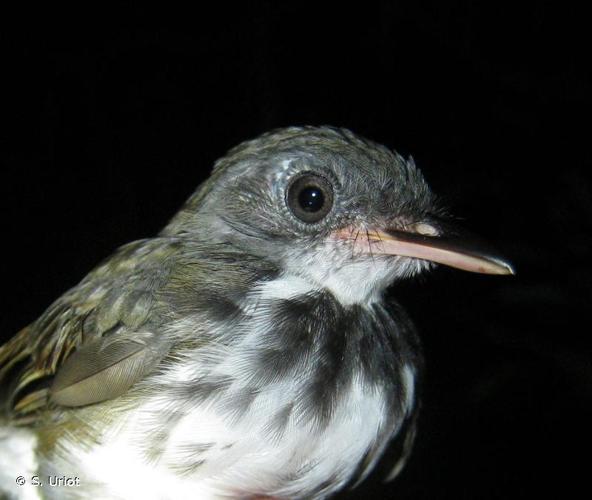 <i>Corythopis torquatus</i> Tschudi, 1844 © S. Uriot