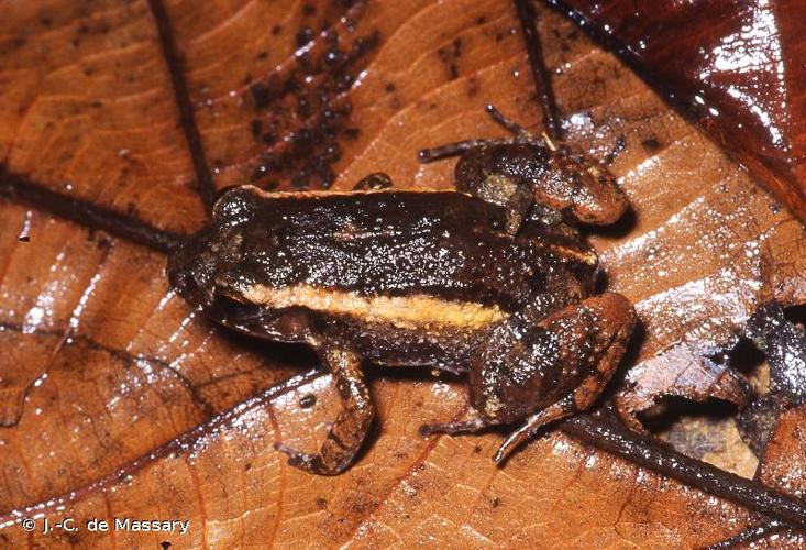 <i>Adenomera andreae</i> (Müller, 1923) © J.-C. de Massary