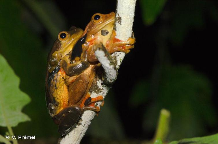 <i>Trachycephalus coriaceus</i> (W. Peters, 1867) © V. Prémel