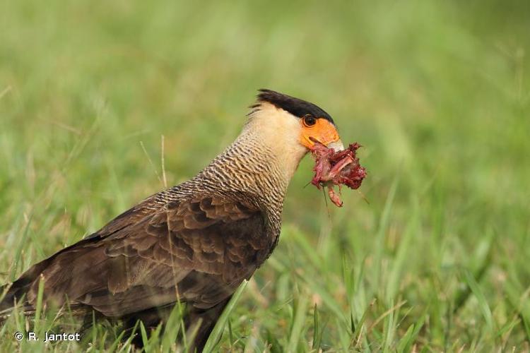 <i>Caracara cheriway</i> (Jacquin, 1784) © R. Jantot