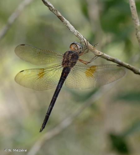 <i>Tholymis citrina</i> Hagen, 1867 © N. Mézière