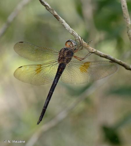 <i>Tholymis citrina</i> Hagen, 1867 © N. Mézière