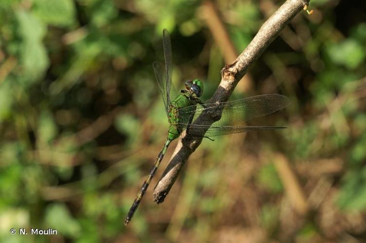 <i>Erythemis vesiculosa</i> (Fabricius, 1775) © N. Moulin