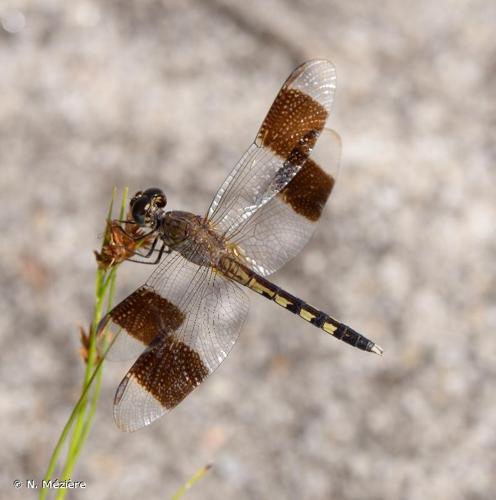 <i>Erythrodiplax umbrata</i> (Linnaeus, 1758) © N. Mézière