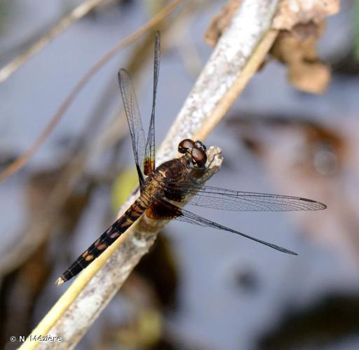 <i>Erythemis attala</i> (Selys <i>in</i> Sagra, 1857) © N. Mézière