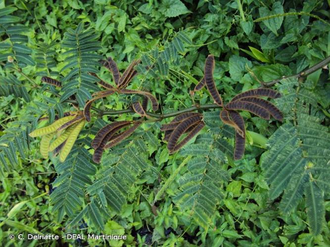 <i>Mimosa pigra</i> L., 1755 © C. Delnatte - DEAL Martinique