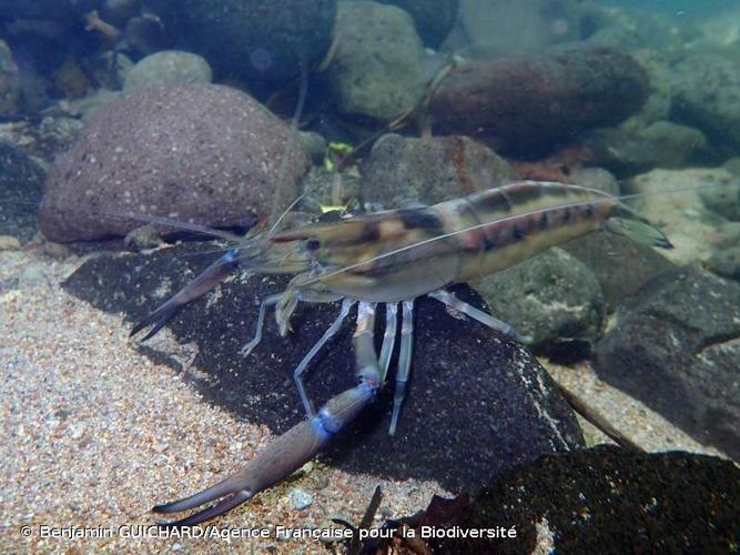 <i>Macrobrachium carcinus</i> (Linnaeus, 1758) © Benjamin GUICHARD/Agence Française pour la Biodiversité