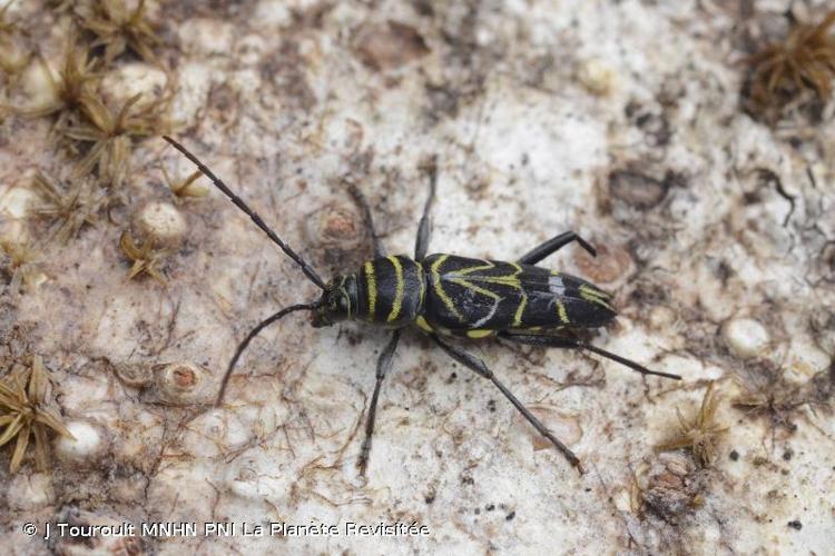 <i>Megacyllene angulata</i> (Fabricius, 1775) © J Touroult MNHN PNI La Planète Revisitée