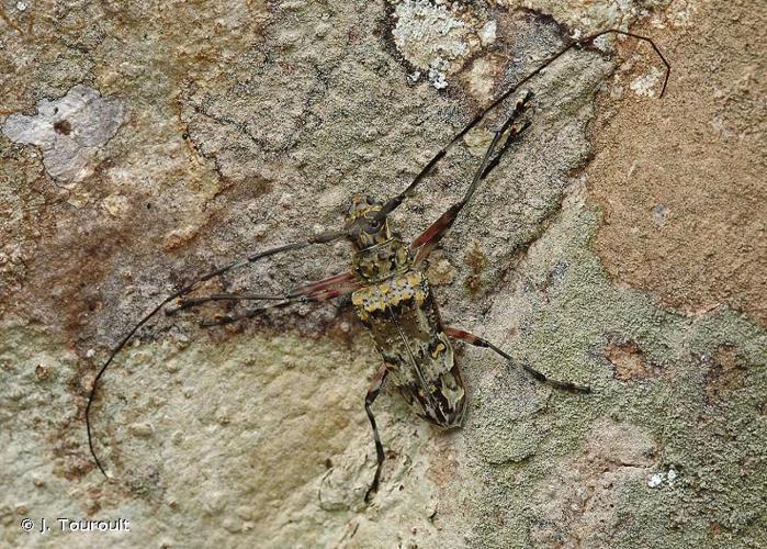 <i>Macropophora trochlearis</i> (Linnaeus, 1758) © J. Touroult