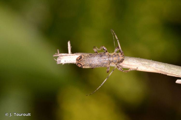 <i>Cylicasta terminata</i> (Buquet, 1859) © J. Touroult