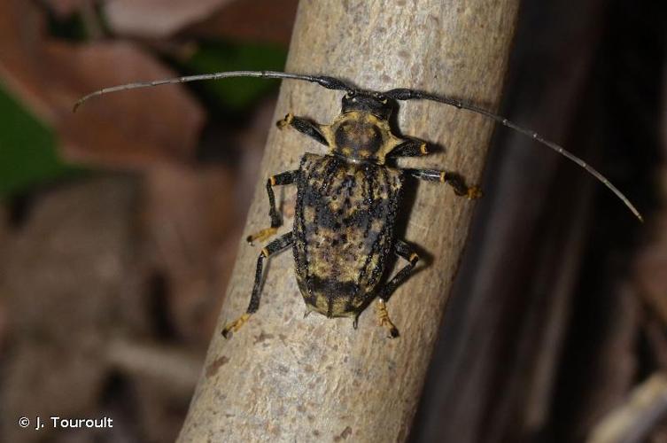 <i>Polyrhaphis papulosa</i> (Olivier, 1795) © J. Touroult