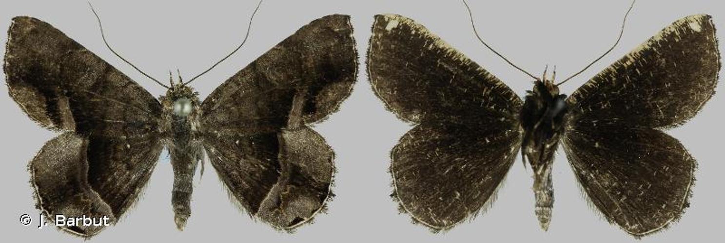 <i>Helia exsiccata</i> (Walker, 1858) © J. Barbut