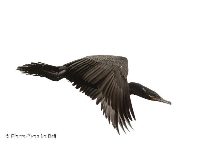 <i>Phalacrocorax brasilianus</i> (Gmelin, 1789) © Pierre-Yves Le Bail