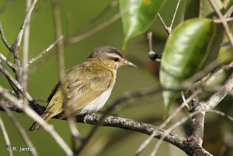 <i>Vireo olivaceus</i> (Linnaeus, 1766) © R. Jantot