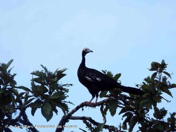 <i>Pipile cumanensis</i> (Jacquin, 1784) © S. Sant/Parc Amazonien de Guyane