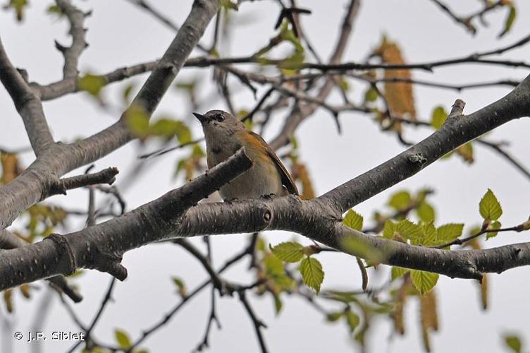 <i>Setophaga ruticilla</i> (Linnaeus, 1758) © J.P. Siblet