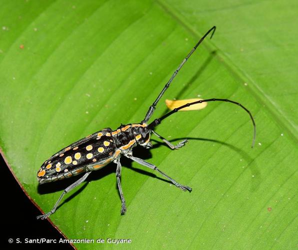 <i>Taeniotes farinosus</i> (Linnaeus, 1758) © S. Sant/Parc Amazonien de Guyane