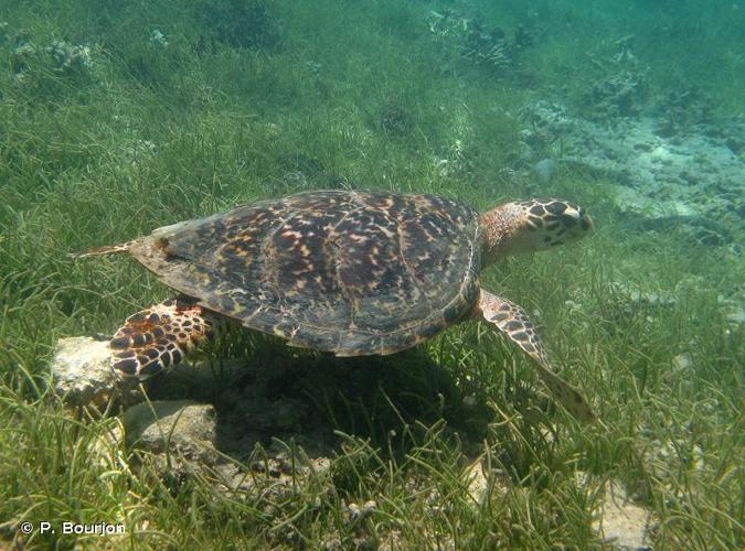 <i>Eretmochelys imbricata</i> (Linnaeus, 1766) © P. Bourjon