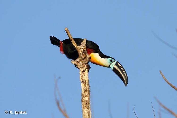 <i>Ramphastos vitellinus</i> Lichtenstein, 1823 © R. Jantot