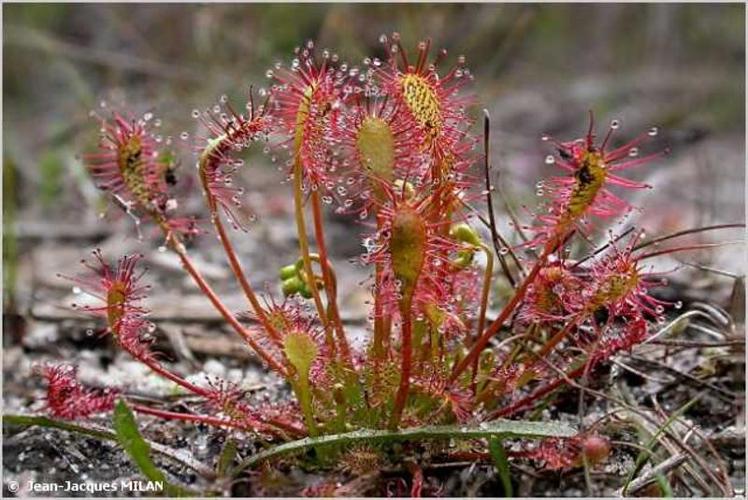 <i>Drosera intermedia</i> Hayne, 1798 © J.-J. Milan