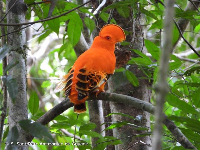 <i>Rupicola rupicola</i> (Linnaeus, 1766) © S. Sant/Parc Amazonien de Guyane