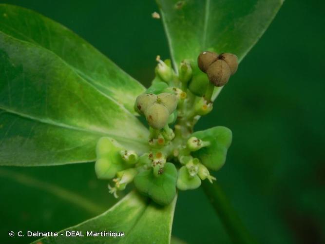 <i>Euphorbia heterophylla</i> L., 1753 © C. Delnatte - DEAL Martinique